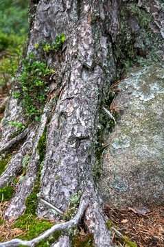 松根纏在一塊石頭上