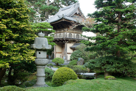 樹