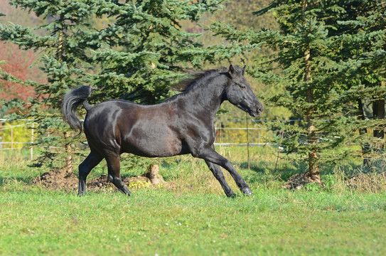 nashki