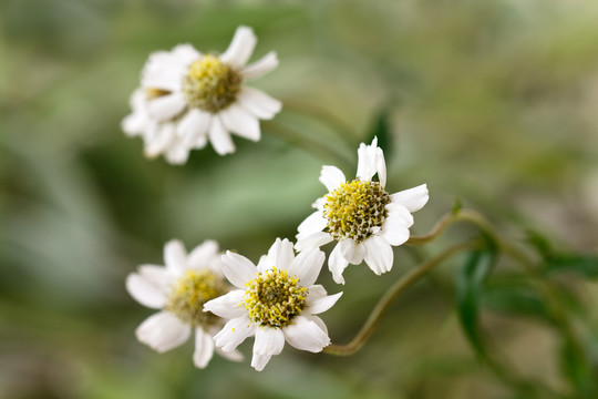 margeriten