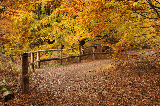reinhardswald