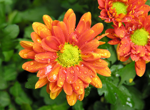 ？？？菊花