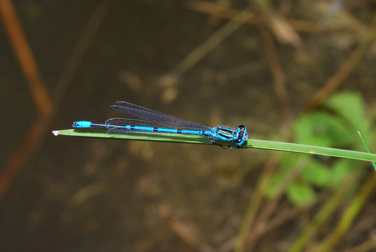 蜻蜓grashalm