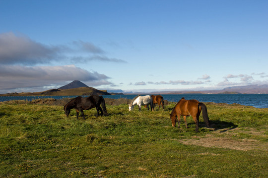 在湖myvatn前的冰島馬