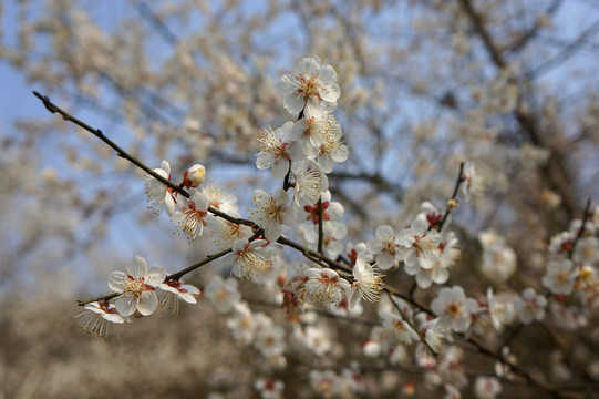 烏梅花