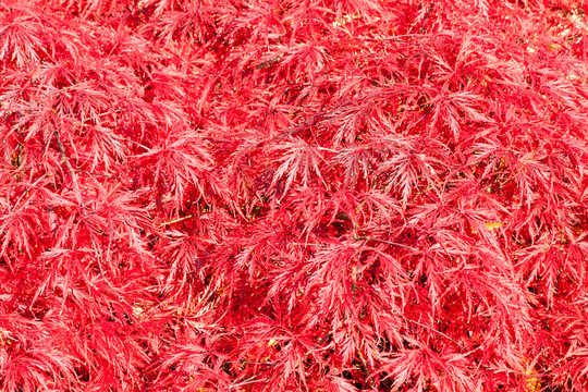 楓樹(shù)