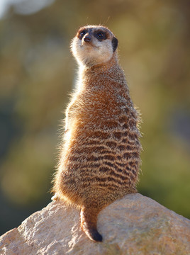 公園