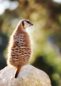 動物