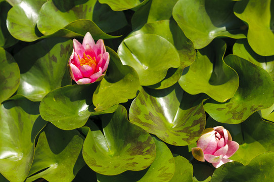 花