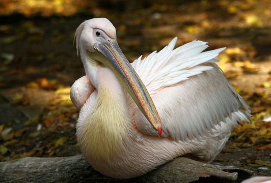 鳥