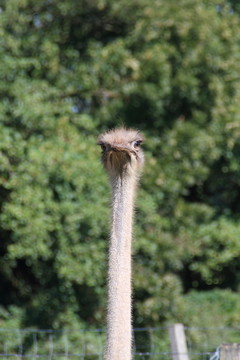 動物