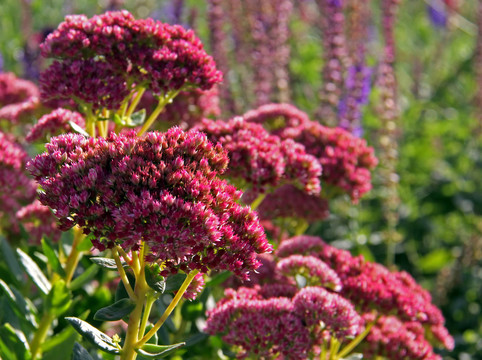 sedum telephium herbstfreude