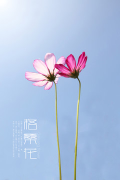格桑花