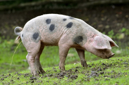 哺乳動物