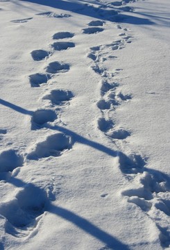 雪