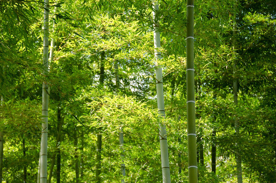 樹(shù)