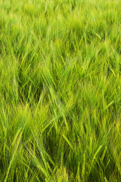 藍(lán)色