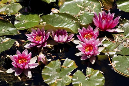 花
