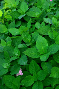 藍(lán)色