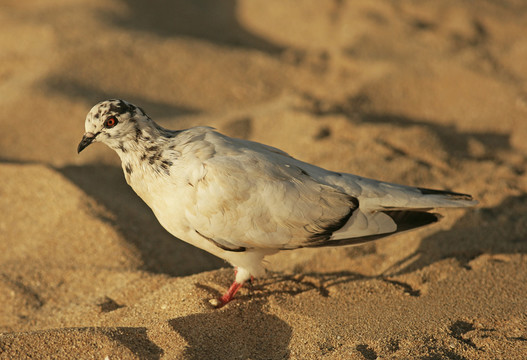 藍(lán)色
