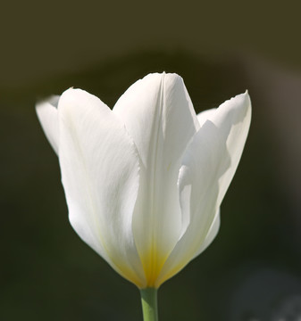 表明
