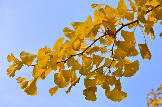 銀杏樹 - 銀杏葉