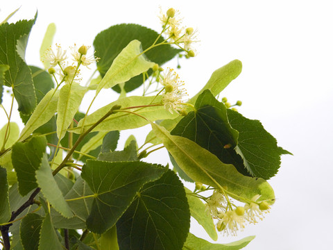 美國(guó)技術(shù)教育協(xié)會(huì)