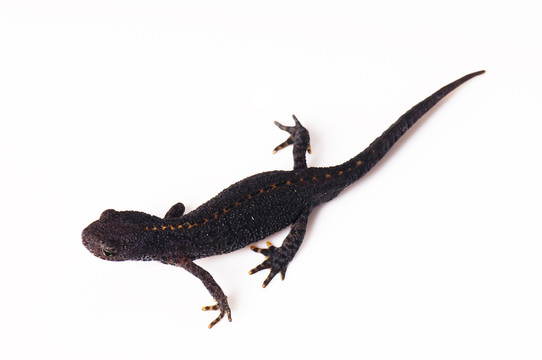 teichmolch