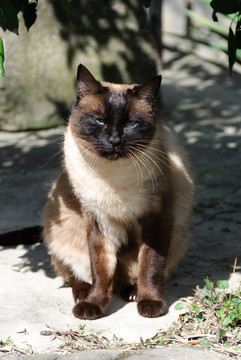 動物