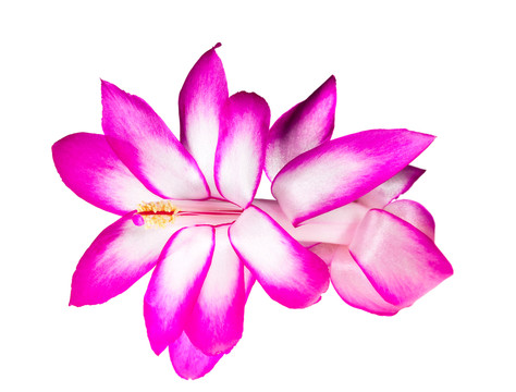 緊密的