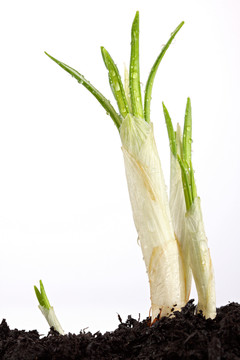 新生活4