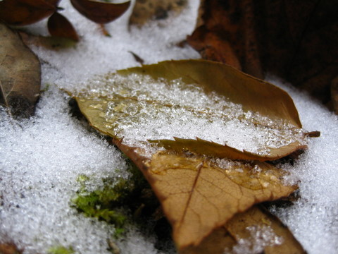 在雪地里離開