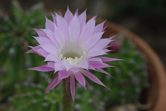 沙漠