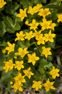 花