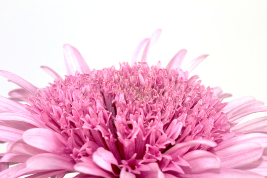 關(guān)閉花1