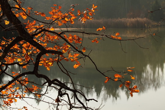 waldweiher