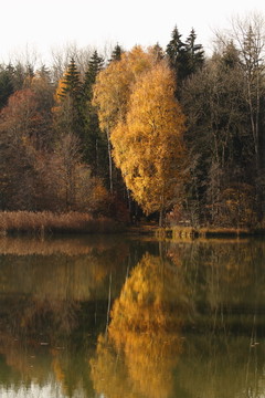 waldweiher buxheim