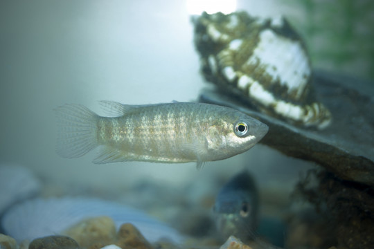 中國斗魚