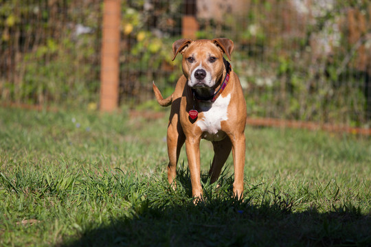 比特犬