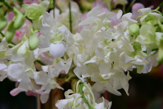 鮮花背景墻