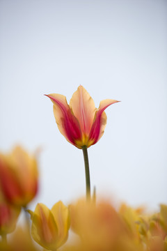 花卉
