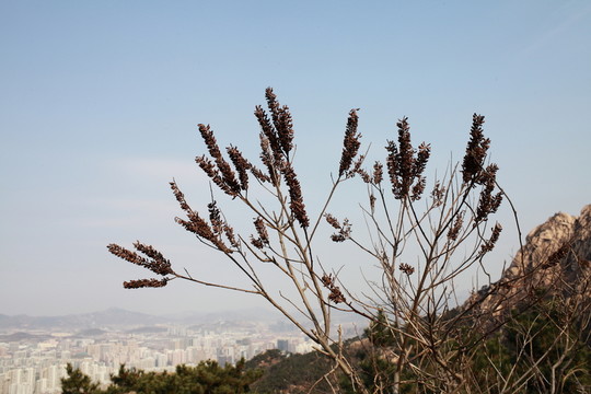 植物種子