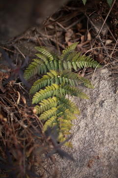 浮山蕨類植物