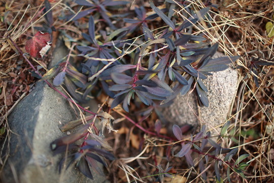 浮山植物