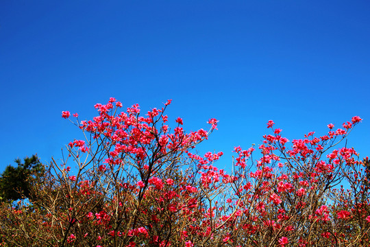 龜山杜鵑花海