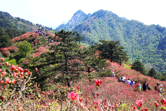 龜山杜鵑花海