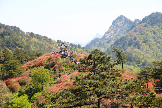 麻城龜山杜鵑花海