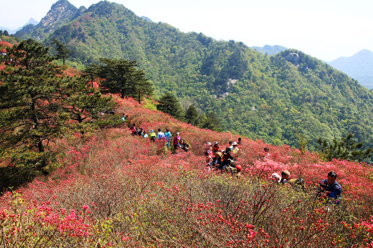 麻城龜山杜鵑花