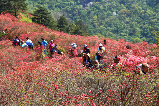 龜山杜鵑花海