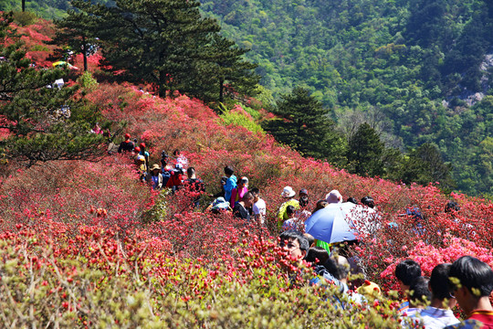龜山杜鵑花海